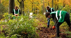 Afbeelding over Middag bomen planten
